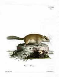 Skogsdormus (färgad gravyr)