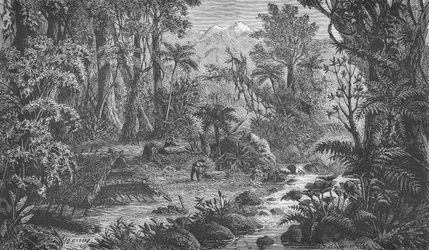 Skogsscen i ytterligare Indien
