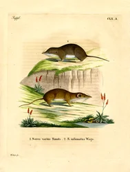 Forest Shrew (färgad gravyr)