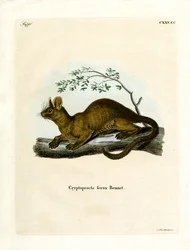 Fossa (färgad gravyr)