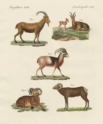 Fyrfota djur (färgad gravyr)