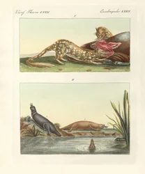 Fyrfota djur i Australien (färgad gravyr)