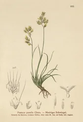 Fyrbladig svängel (Festuca pumila, Festuca quadriflora)