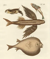 Fyra underbara fiskar