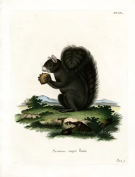 Fox Squirrel (färgad gravyr)
