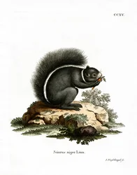 Fox Squirrel (färgad gravyr)