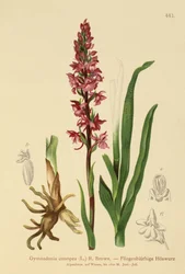 Doftande orkidé (Gymnadenia conopea)