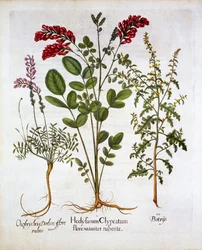 Fransk kaprifol, Common Sainfoin och Feather GeraniumJerusalem Oak, från Hortus Eystettensis, av Basil Besler (1561-1629), pub. 1613 (handfärgad gravyr)