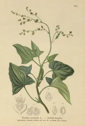 Fransk syra (Rumex scutatus)