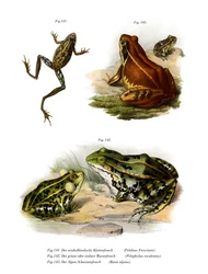 Freycinets Treefrog