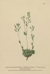 Frigid Whitlow-grass (Draba Traunsteineri, Draba frigida)
