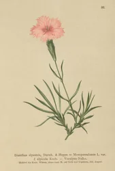 Rosa fransar (Dianthus Monspessulanus, Dianthus alpestris, Dianthus alpicola)