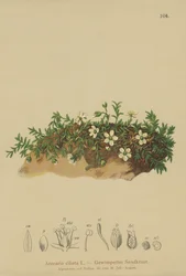 Fransad sandört (Arenaria ciliata)