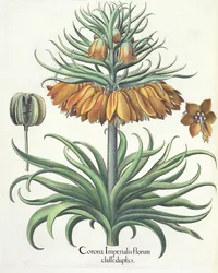 Fritillary: Crown of Imperial flowers av Basil Besler (1561-1629), pub. 1613