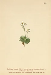 Fårad saxifrage (Saxifraga exarata, Saxifraga exarata var. compacta, Saxifraga exarata ssp. moschata)