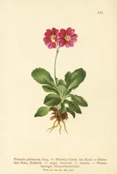 Garden Auricula (Primula pubescens, Primula Rhaetica, Primula Helvetica)