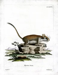 Trädgårdsdormus (färgad gravyr)