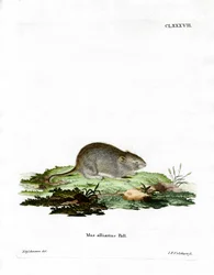 Vitlöksmus (färgad gravyr)