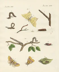 Tyska Phalaena nattfjärilar (färgad gravyr)