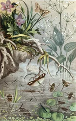 German Water Bugs and Water Striders, tallrik från "Brehms Tierleben: Allgemeine Kunde des Tierreichs", vol.9, s.33, publicerad bz Bibliographisches Institut