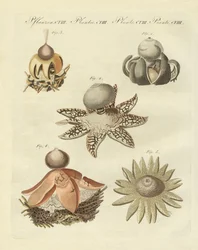 Tyska geaster (färgad gravyr)