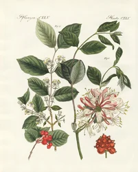 Tyska träslag (färgad gravyr)