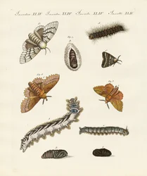 Tyska malar (färgad gravyr)