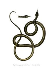 Svettig orm (Black Litho)