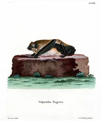 Giant House Bat (färgad gravyr)