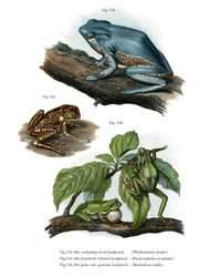 Jättebladsgroda (färg litho)