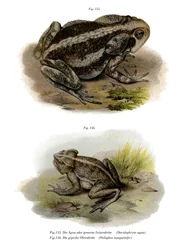 Jättepadda (litho i färg)