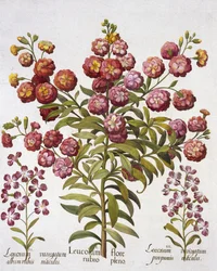 GillyflowerGilliflower, från Hortus Eystettensis, av Basil Besler (1561-1629), pub. 1613 (handfärgad gravyr)