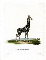 Giraffe (färgad gravyr)