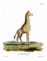 Giraffe (färgad gravyr)