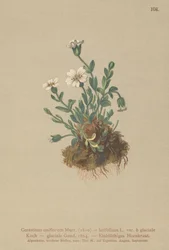 Glaciärmusöra (Cerastium uniflorum, Cerastium latifolium var. glaciale, Cerastium glaciale)