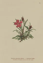 Glacierrosa (Dianthus glacialis)