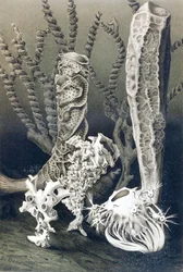 Glassvampar, tallrik från "Brehms Tierleben: Allgemeine Kunde des Tierreichs", vol.10, s.653, utgiven av Bibliographisches Institut
