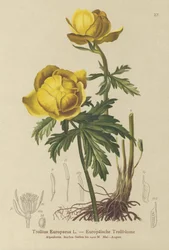 Globblomma (Trollius Europaeus)
