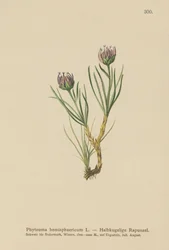 Globhuvud Rampion (Phyteuma hemisphaericum)