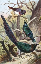 Glansstarar, tallrik från "Brehms Tierleben: Allgemeine Kunde des Tierreichs", vol 4, sid. 392, utgiven av Bibliographisches Institut