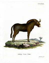 Gnu (färgad gravyr)