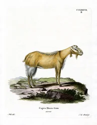 Get utan horn (färgad gravyr)