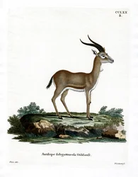 Struma gasell (färgad gravyr)