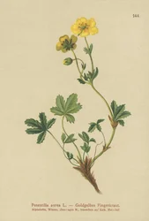 Gyllene Cinquefoil