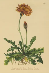 Golden Hawks-skägg (Crepis aurea)