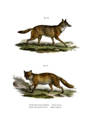 Guldschakal, 1860