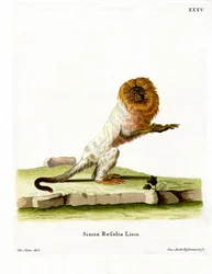 Golden Lion Tamarin (färgad gravyr)