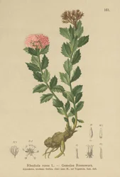 Gyllene rot (Rhodiola rosea)