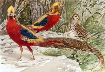 Guldfasan, tallrik från "Brehms Tierleben: Allgemeine Kunde des Tierreichs", vol. 5, sid. 588, utgiven av Bibliographisches Institut