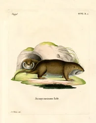 Gopher (färgad gravyr)